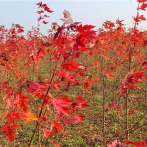 秋火焰紅楓