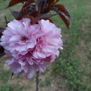 紅葉櫻花