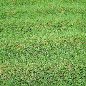 句容混播草草坪