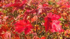 美國紅楓培育基地