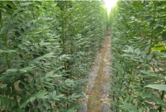 濟寧速生國槐小苗批發