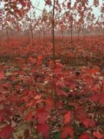 美國紅楓小苗基地