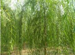 美國(guó)速生青垂種植