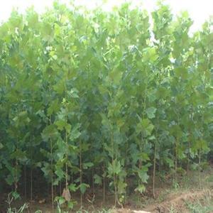 山東速生法桐小苗基地