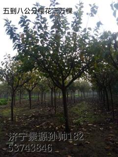 5-8公分櫻花