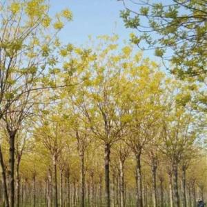 9公分三年冠金葉白蠟裝車報(bào)價(jià)