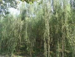 垂柳種植