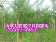 速生國槐樹苗價(jià)格