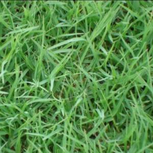 句容天堂草草坪