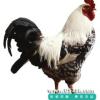 動物特寫圖片