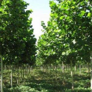 各種規(guī)格法桐（3~15公分法桐）