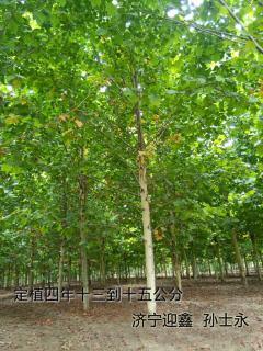 13-15公分定植法桐