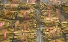 速生法桐扦插條