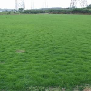 馬尼拉草坪種植批發