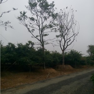 銷售樸樹