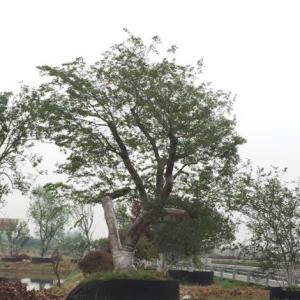 造型樸樹直銷批發
