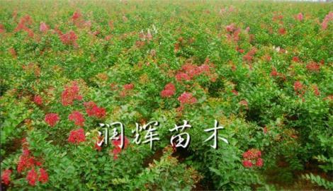 叢生紫薇批發