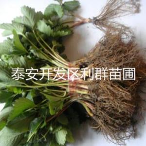 草莓苗多少錢一棵 草莓苗多少錢一株