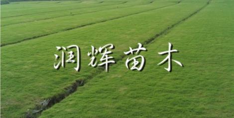 百慕大批發