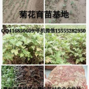 亳菊花苗/杭菊花苗/亳菊苗批發/杭菊苗價格/菊花苗/菊花種苗/菊花秧苗/菊花幼苗/菊花小苗