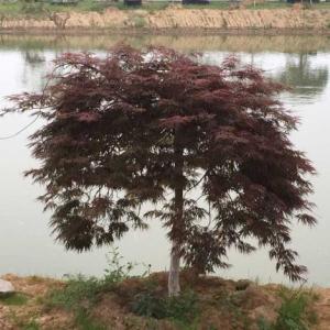 羽毛楓批發(fā)