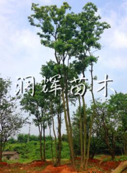 叢生烏桕批發