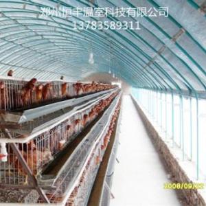 養雞大棚怎么建養雞大棚多少錢