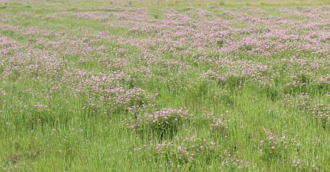 丹陽有機水稻銷售