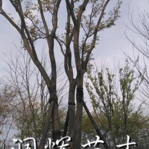 叢生櫸樹銷售