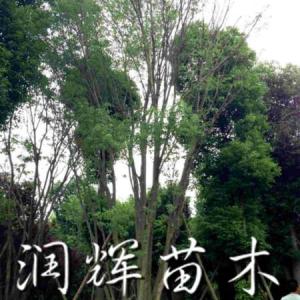 叢生三角楓批發