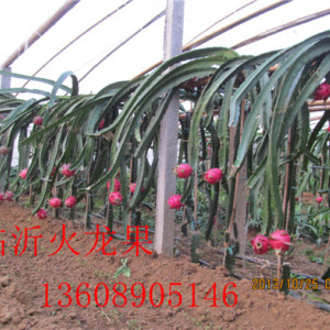 火龍果