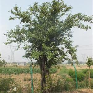 臨沂桂花苗木批發、盆景制作。流蘇，原生山紫薇，三角楓，五角楓，太行崖柏.側柏等苗木批發