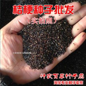 桔梗種子 優質中藥材桔梗種子 藥食兩用