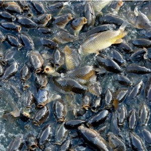 鱖魚苗