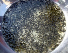 草魚苗批發價格