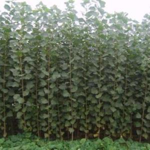 無錫白楊樹種植