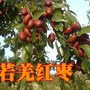 若羌紅棗