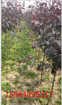 臨沂桃苗種植基地