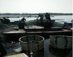 鰲花魚苗批發價格