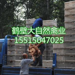 青年雞運輸，送貨到家