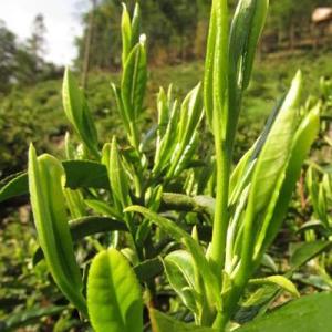 宣城綠茶批發價\宣城土特產銷售\南容蘭尖新茶供應