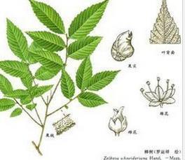 櫸樹