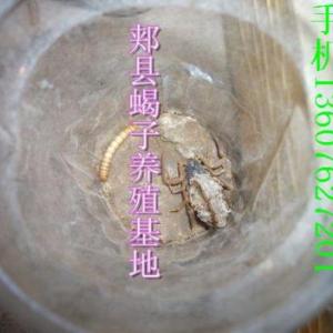 塑料大棚蝎子養(yǎng)殖視頻