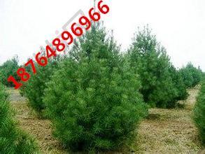 泰安白皮松，山東白皮松，山東泰安白皮松價格，泰安白皮松基地