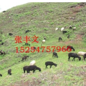 烏骨綿羊