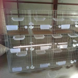 鴿子籠的種類有多少 鴿籠子養殖基地