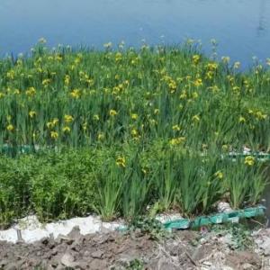 水生植物、黃菖蒲、黃菖蒲種苗、人工浮島