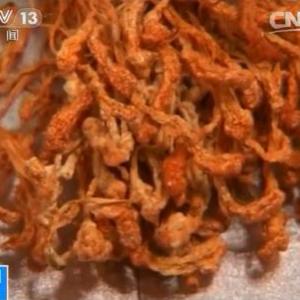 北冬蟲夏草種植技術培訓提供菌種