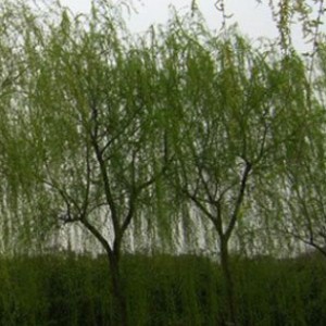 速生垂柳價格