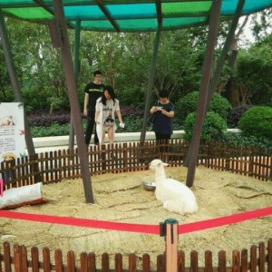 羊駝出租|羊駝展覽|羊駝養殖|動物展覽|動物出租